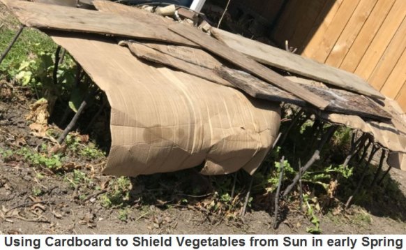 Cardboard Shields Vegetables from Sun